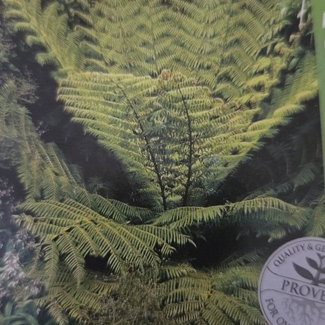 Photo of the plant species Silver Fern by @HandyJuniper36 named Michelle Branch on Greg, the plant care app