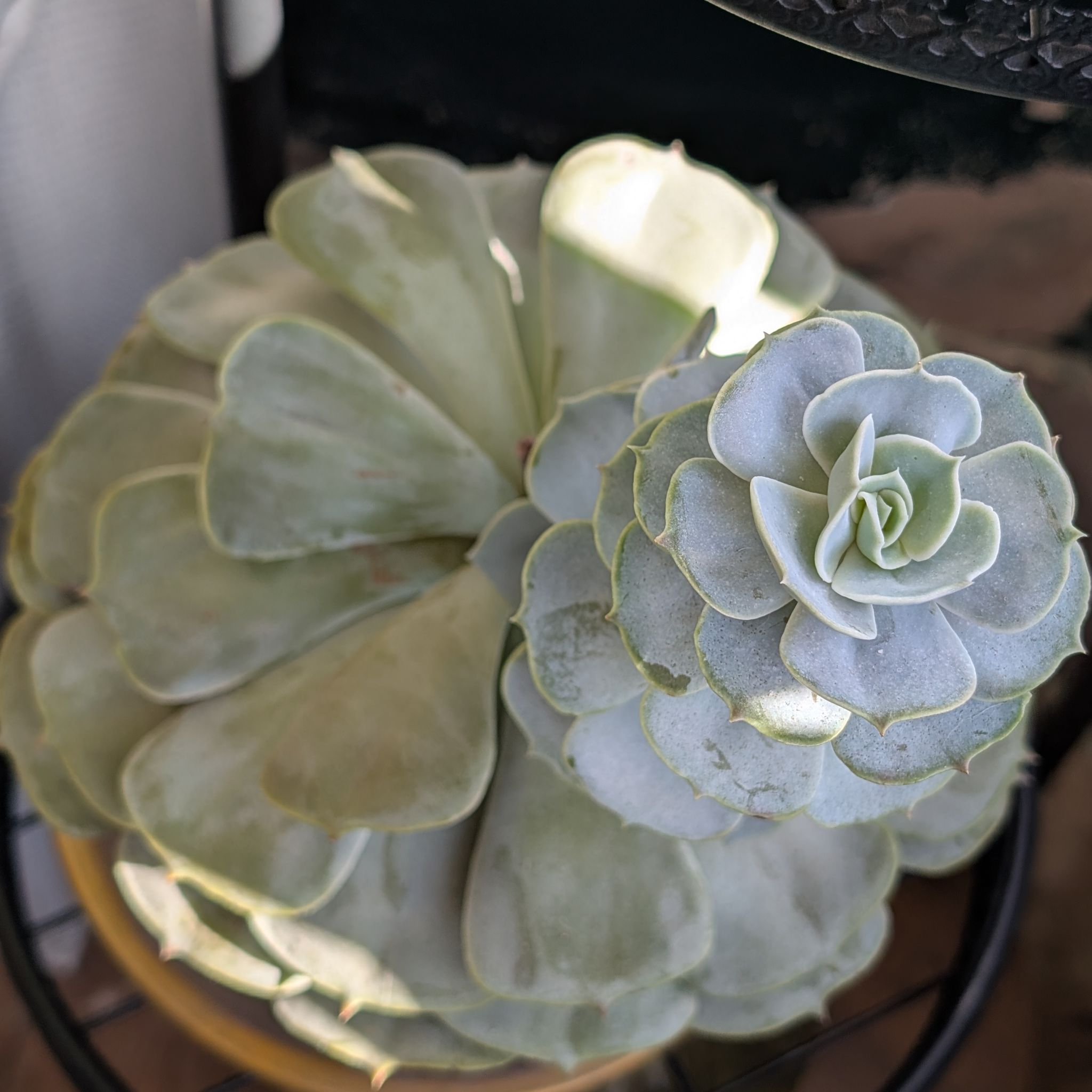 Photo of the plant species Encantada™ Echeveria by @UnbeatenSoybean named Froppy on Greg, the plant care app