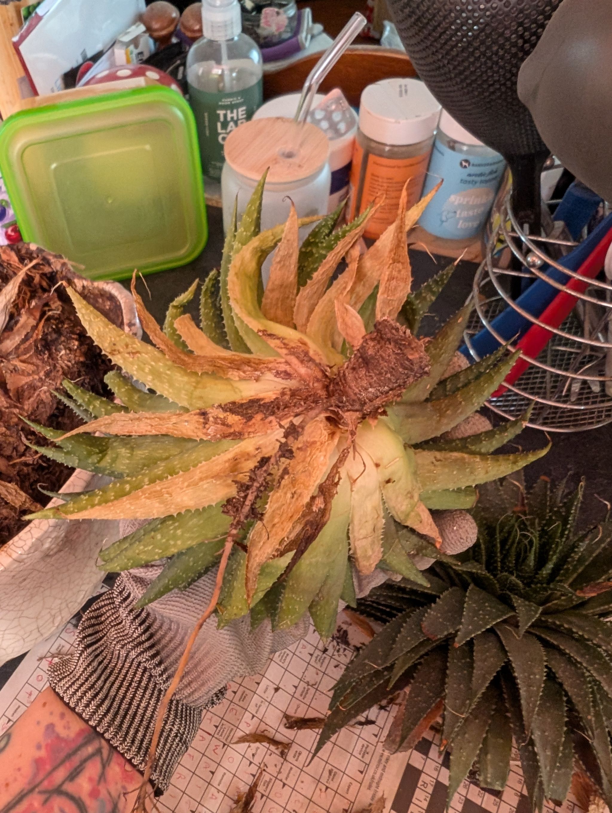 Photo from the post