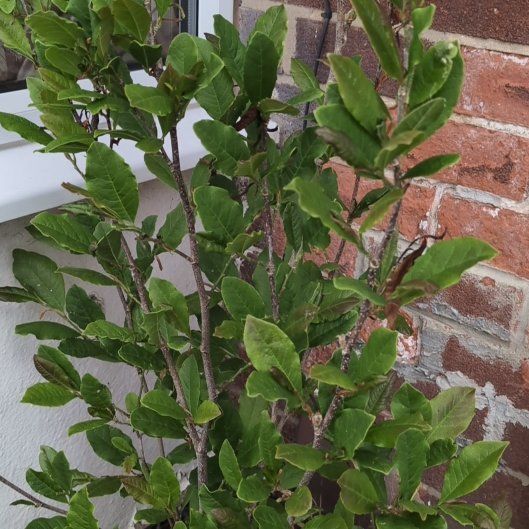 Photo of the plant species Star magnolia by @UnbeatenSoybean named Bowie on Greg, the plant care app
