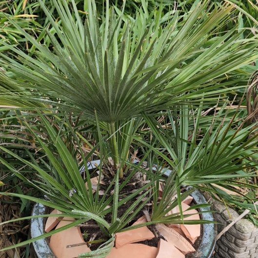 Photo of the plant species European Fan Palm by @UnbeatenSoybean named Kagura on Greg, the plant care app