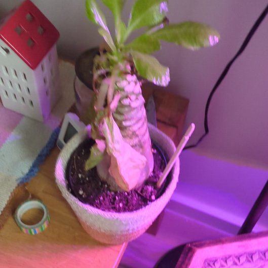 Photo of the plant species Hawaiian Palm by @DollSandwort67 named Maya on Greg, the plant care app