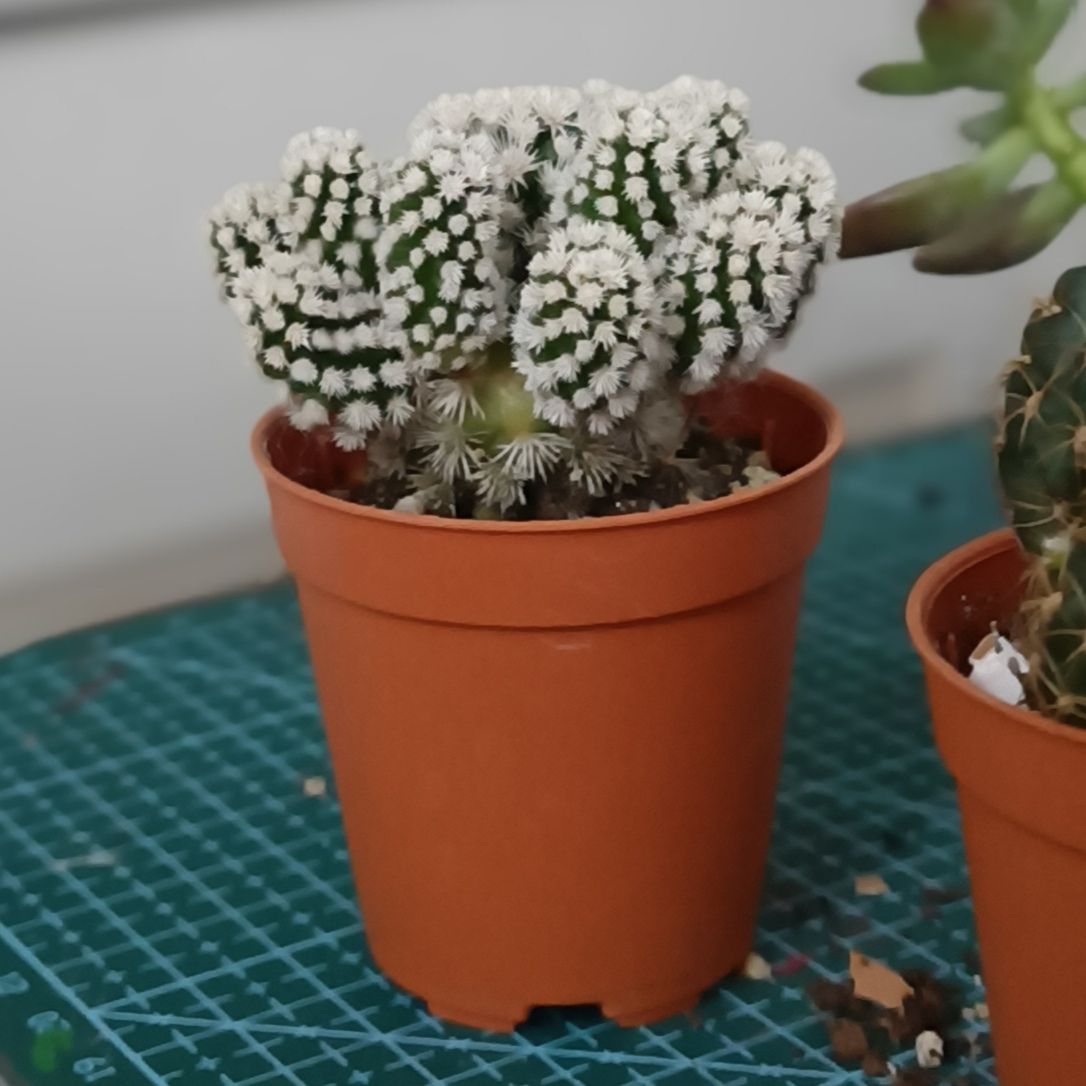Photo of the plant species Arizona Snowcap by @ILikeClovers named Achilles on Greg, the plant care app