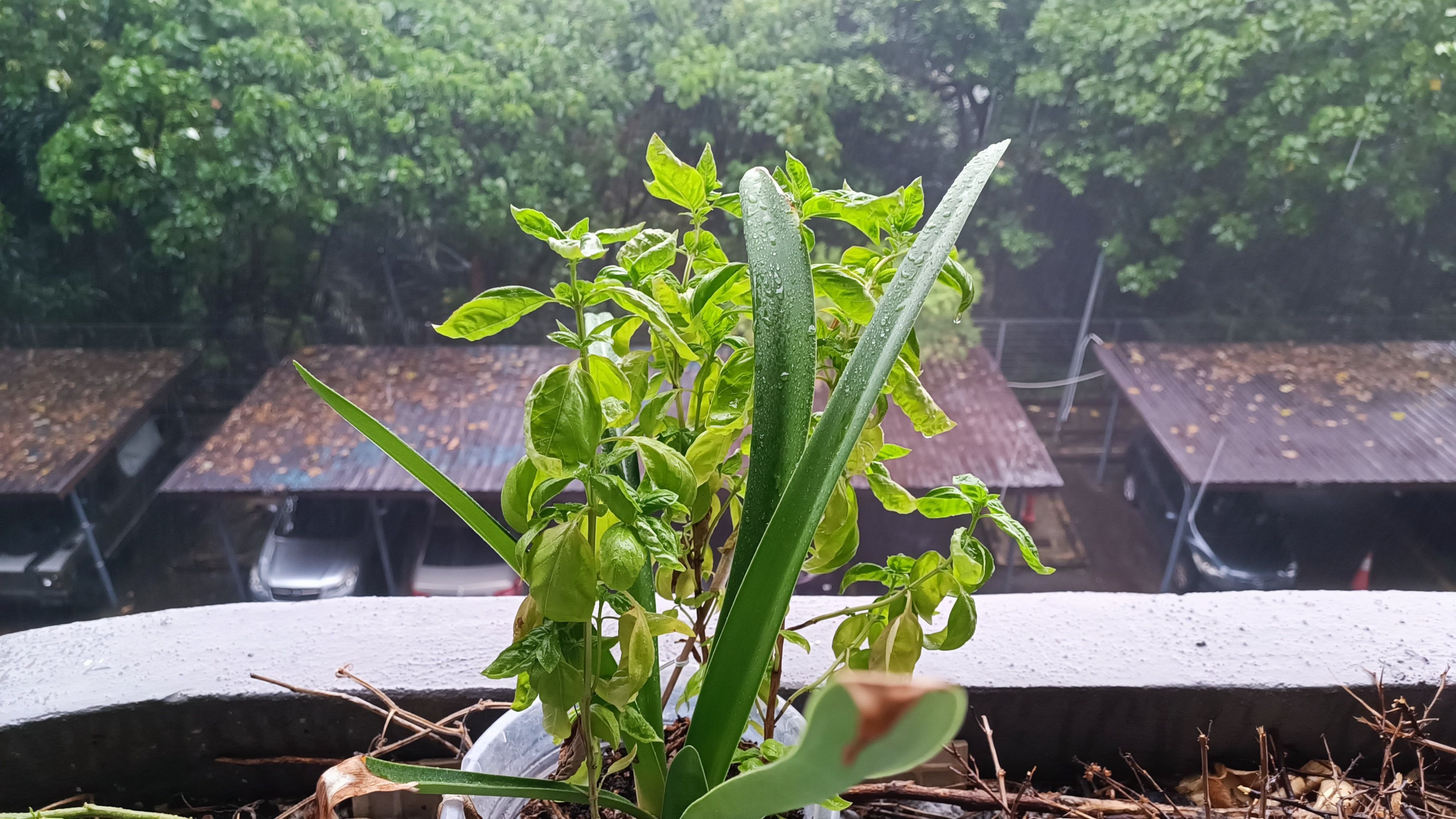 Photo of the plant species Hippeastrum 'Star of Holland' by @ILikeClovers named Athena on Greg, the plant care app