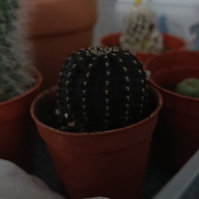 Photo of the plant species Dense-Spined Echinopsis by @ILikeClovers named Aristotle on Greg, the plant care app