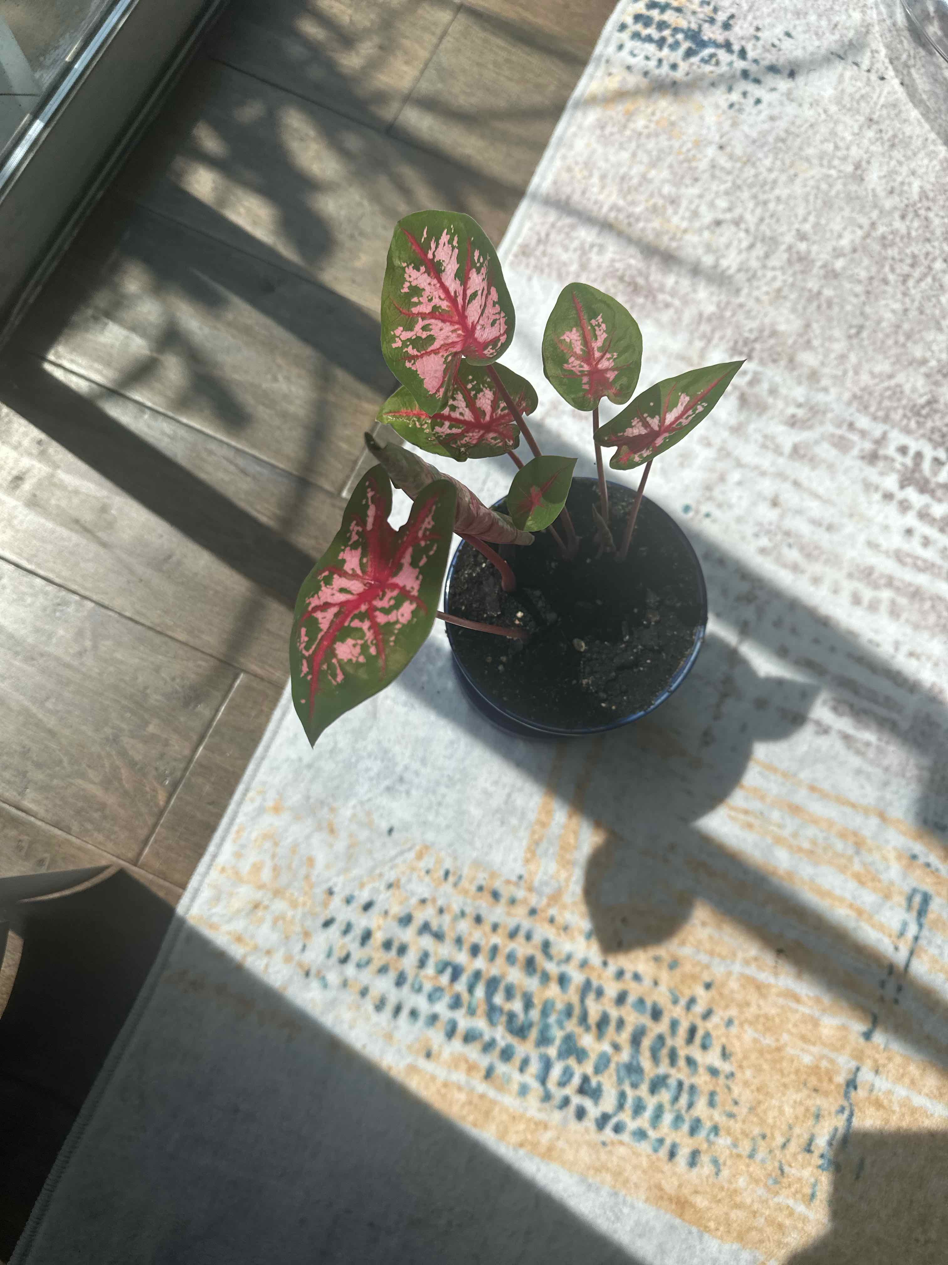 Photo of the plant species Angel Wings by @Maximum named Gladys Maye on Greg, the plant care app