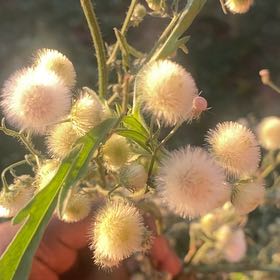 Photo of the plant species Argentine Fleabane by @BusyResinspurge named Hamilton on Greg, the plant care app