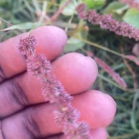 Photo of the plant species Steeplebush by @BusyResinspurge named Cleopatra on Greg, the plant care app