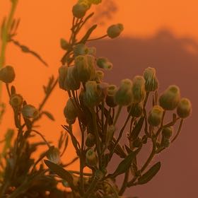 Photo of the plant species Argentine Fleabane by @BusyResinspurge named da Vinci on Greg, the plant care app