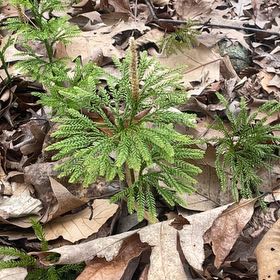 Photo of the plant species Dendrolycopodium dendroideum by @TrySwamprose38 named Hemingway on Greg, the plant care app