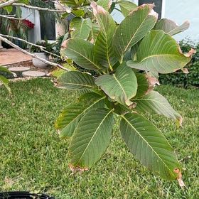 Photo of the plant species Sanchezia by @YokePlumtree86 named Foxxy on Greg, the plant care app