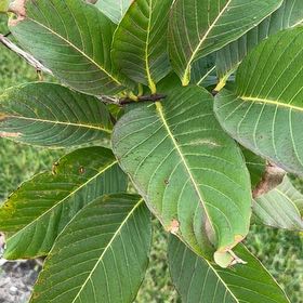 Photo of the plant species Sanchezia by @YokePlumtree86 named Bigleef Smalls on Greg, the plant care app