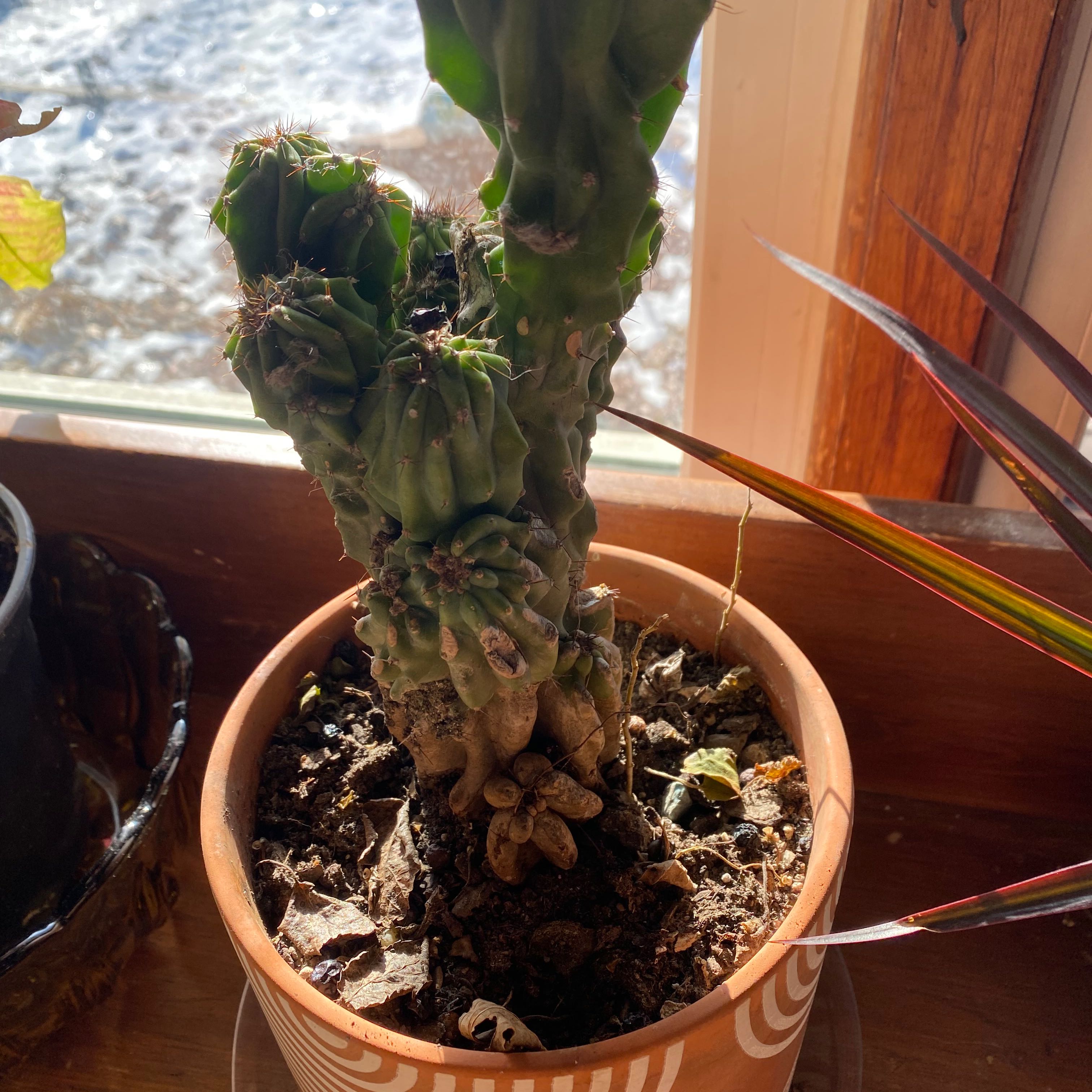 Photo of the plant species Peruvian Apple Cactus Monstrose by @PeppyChangunga named Prickle on Greg, the plant care app