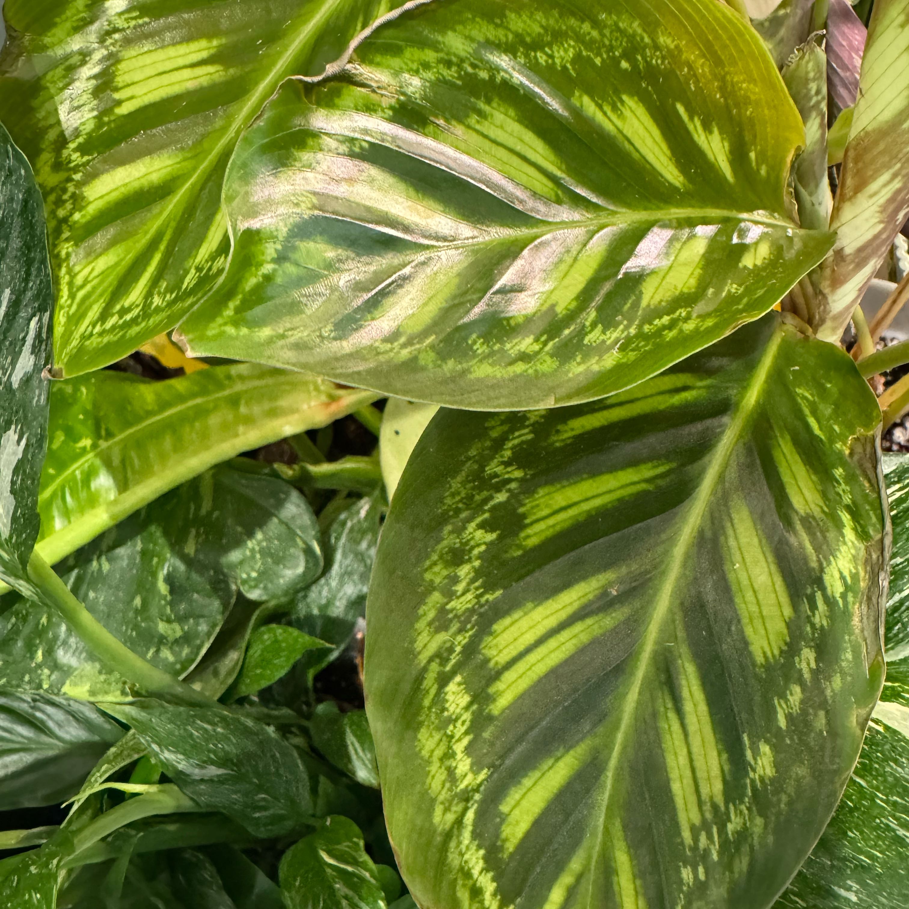 Photo of the plant species Calathea 'Flamestar' by @ForrealWasabi15 named Gobi on Greg, the plant care app