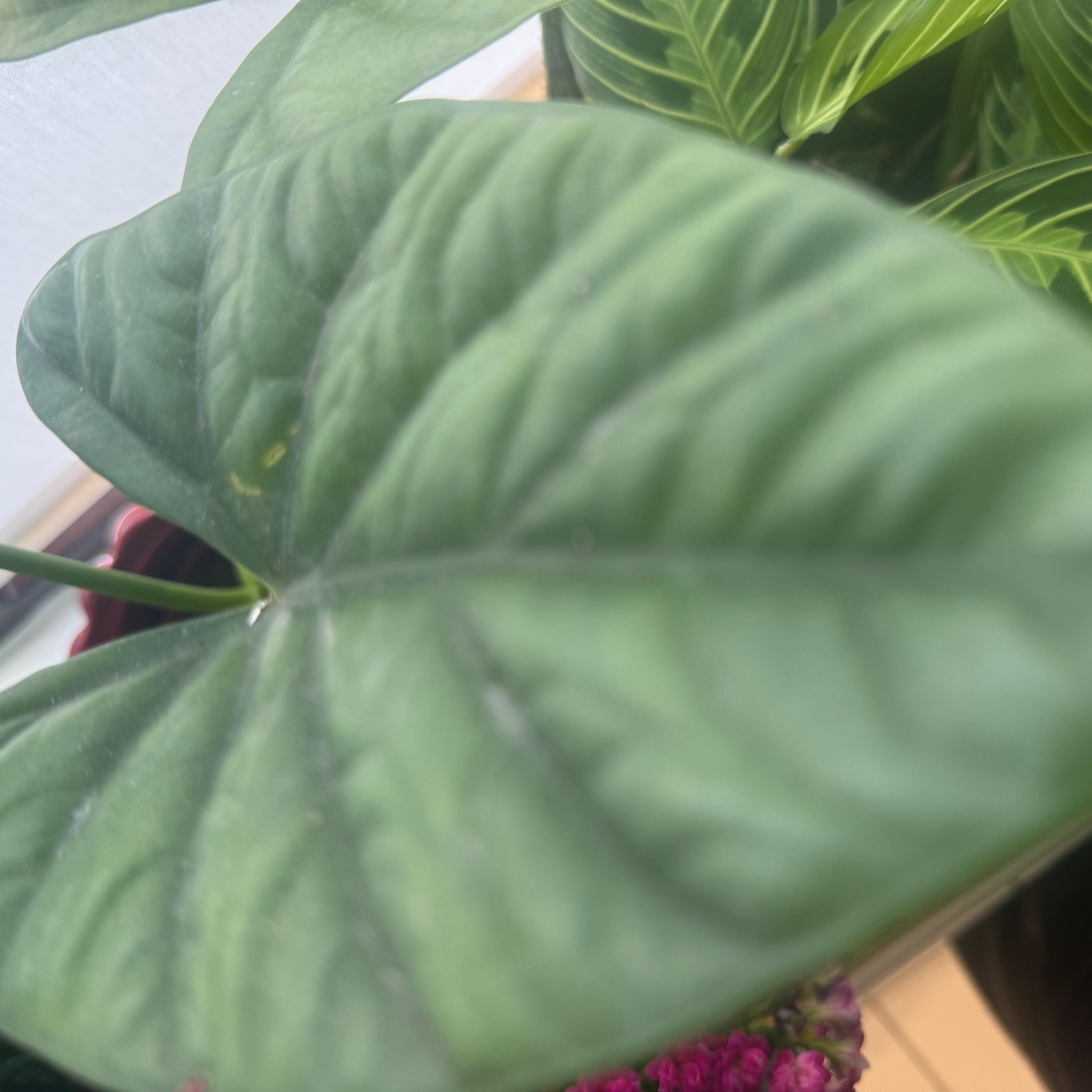 Photo of the plant species Alocasia Lukiwan by @ForrealWasabi15 named Remington on Greg, the plant care app
