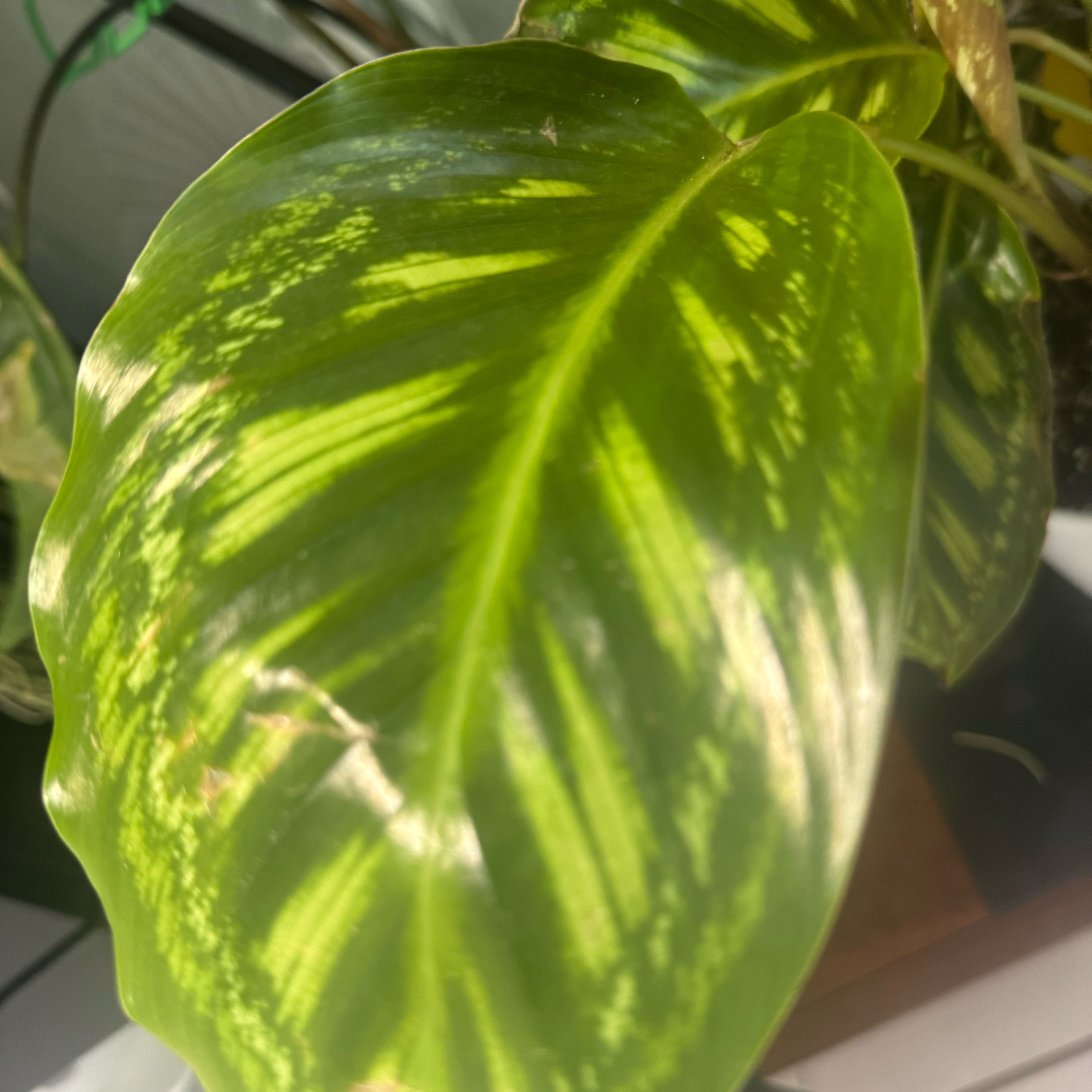 Photo of the plant species Calathea Flamestar by @ForrealWasabi15 named Miley on Greg, the plant care app