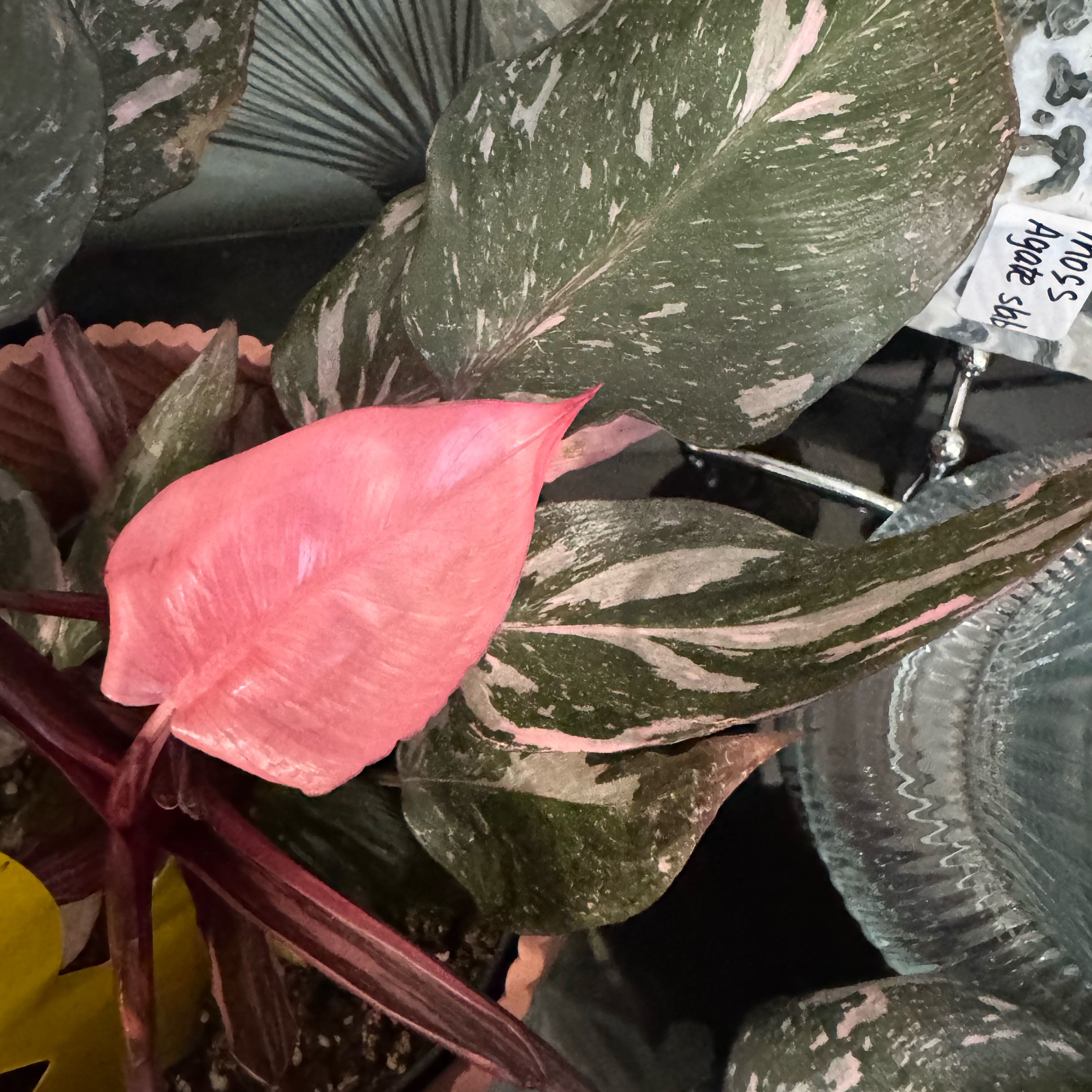 Photo of the plant species Marble Pink Princess Philodronden by @ForrealWasabi15 named Marilyn on Greg, the plant care app