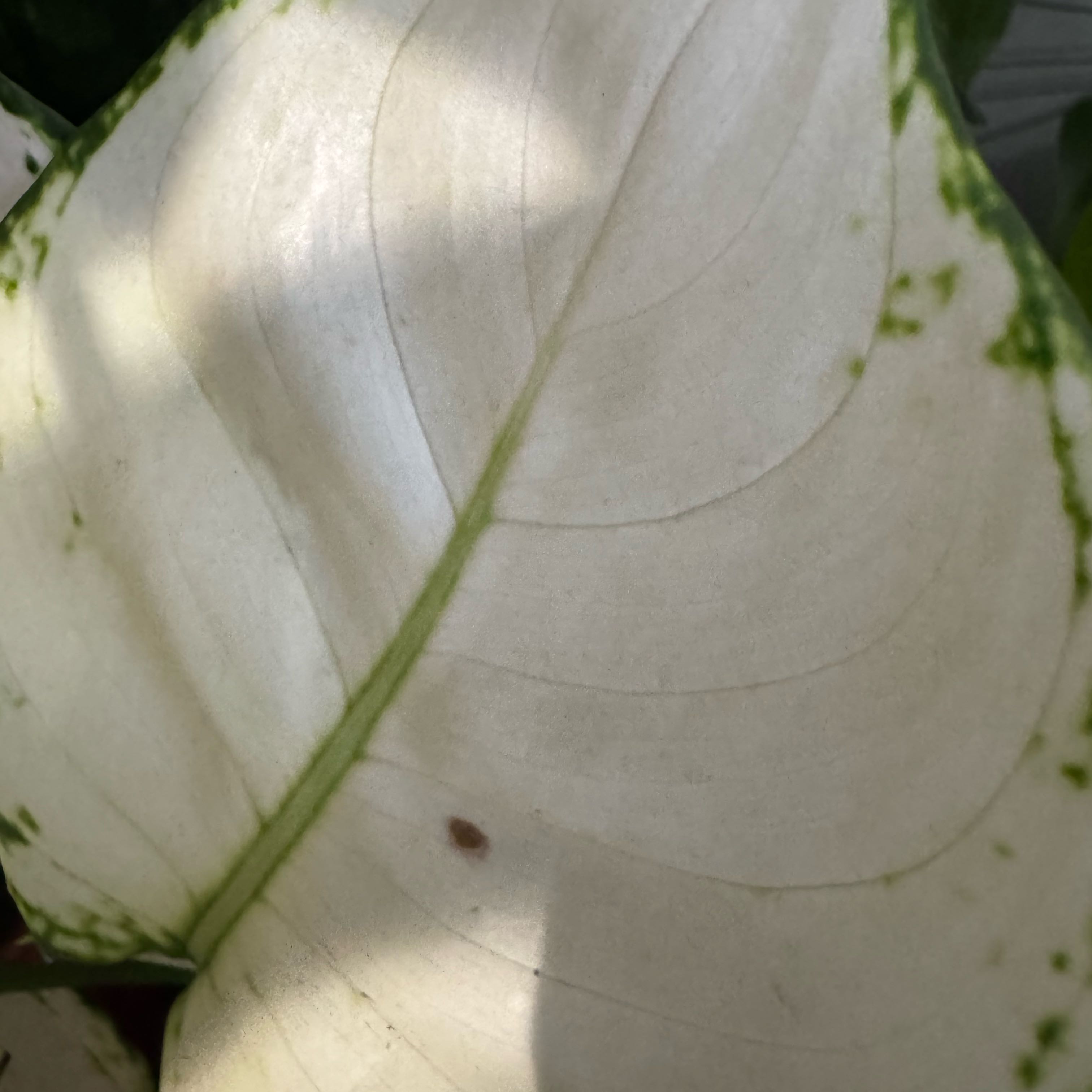 Photo of the plant species Aglaonema 'White Joy' by @ForrealWasabi15 named Dolores on Greg, the plant care app