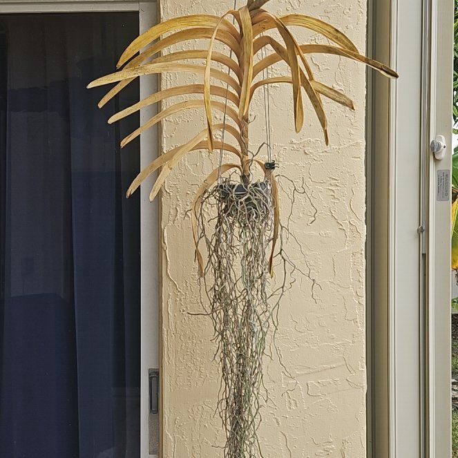 Photo of the plant species Vanda Orchid by @BigCliantro34 named Andrea on Greg, the plant care app