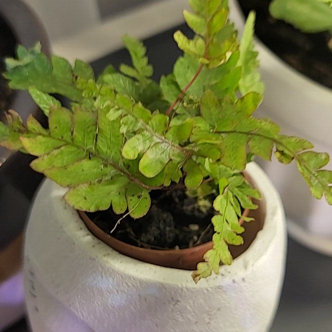 Photo of the plant species Oak Fern by @WhollyCassava84 named Willow on Greg, the plant care app