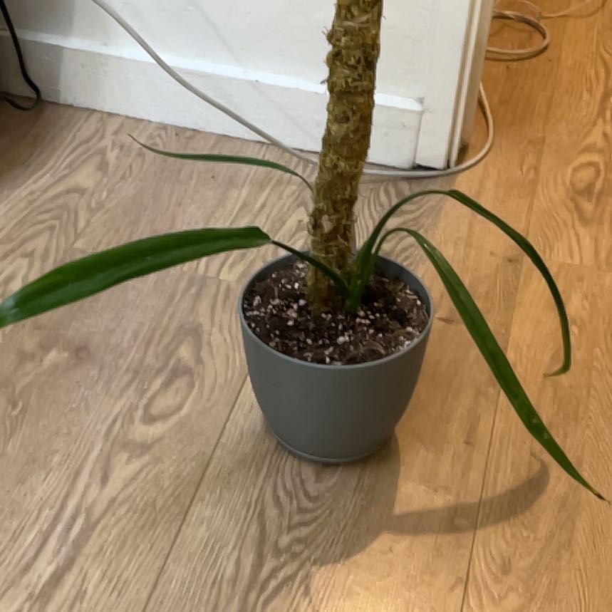 Photo of the plant species Philodendron holtonianum by @Thatgayplanthoe named Maya on Greg, the plant care app