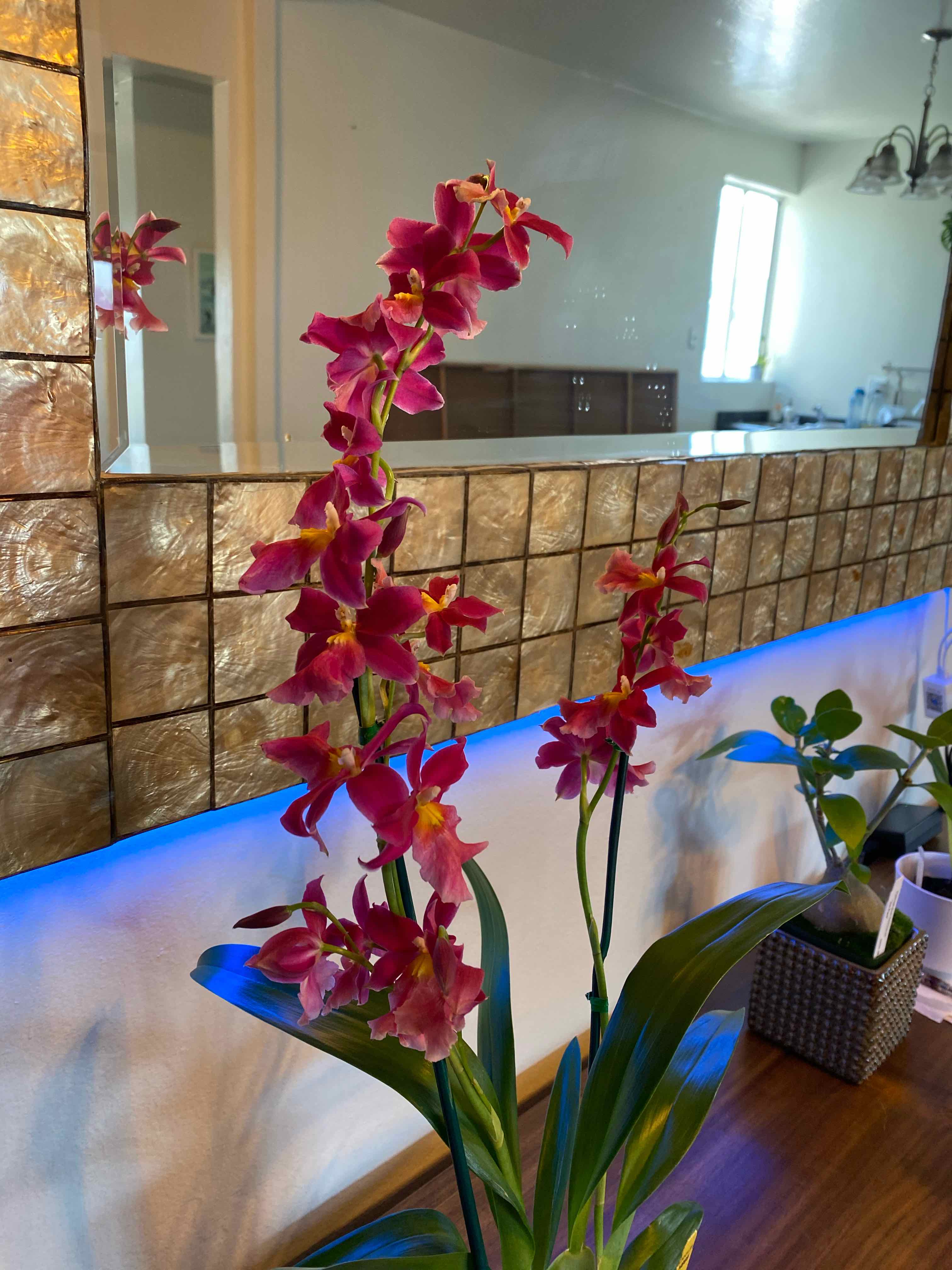 Plant care for Burrageara 'Dark Goddess Everglades' on Greg, the plant care app
