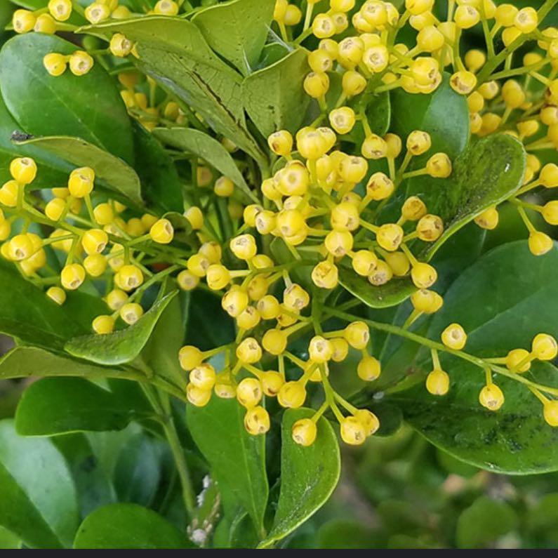 Photo of the plant species Chinese Perfume Plant by @EloquentBeebalm named Mo on Greg, the plant care app
