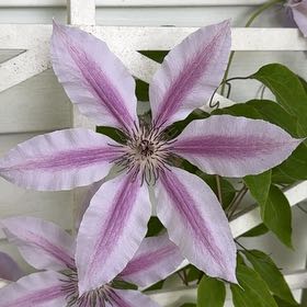 Photo of the plant species Italian Leather Flower by @JocundLentil22 named Orlando Bloom on Greg, the plant care app