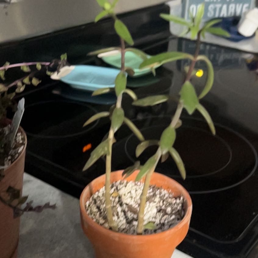 Photo of the plant species Kalanchoe beauverdii by @GirlyMayhem named Planty on Greg, the plant care app
