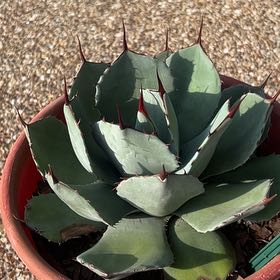 Photo of the plant species Artichoke Agave by @GirlyMayhem named The Reverend Al  Sharpton on Greg, the plant care app
