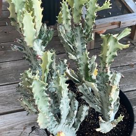 Photo of the plant species 'Ghost Cactus' by @GirlyMayhem named Elle on Greg, the plant care app