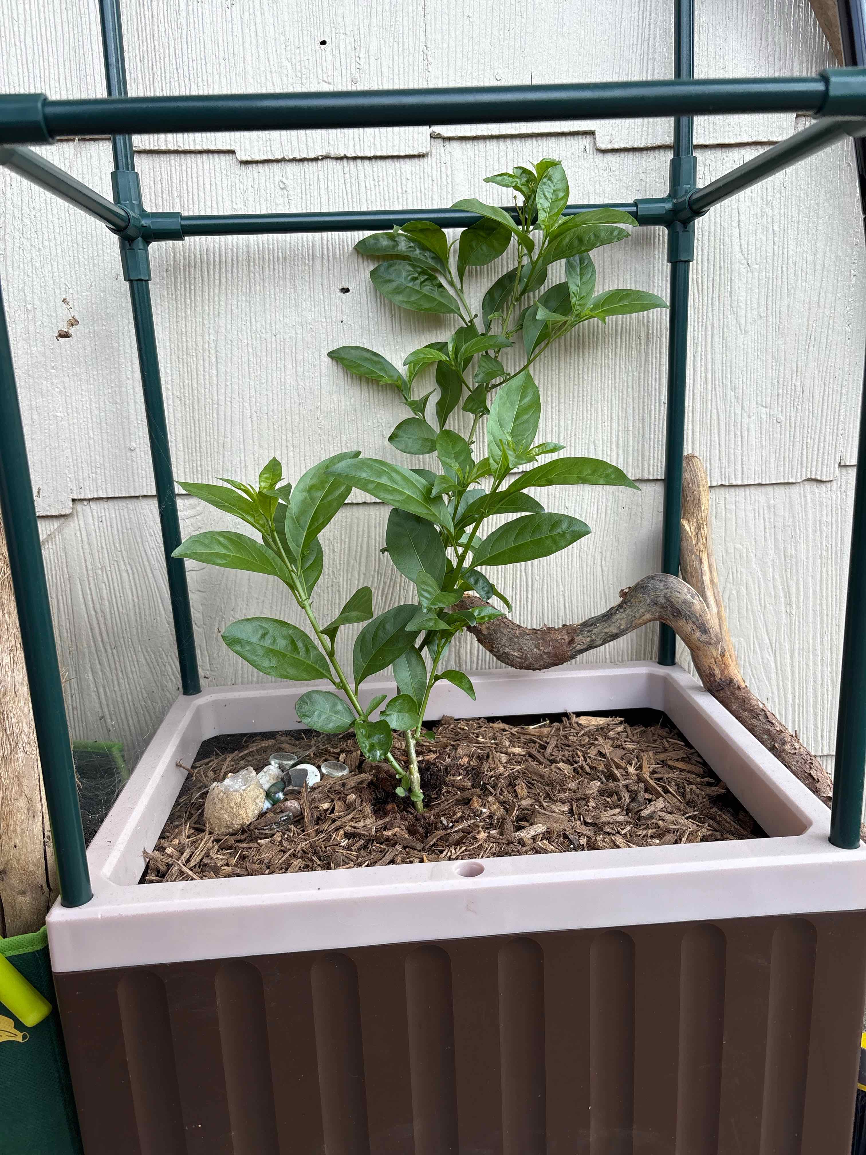 Photo of the plant species Cestrum Nocturnum by @MiracleHeketara named Daphne on Greg, the plant care app
