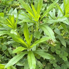 Photo of the plant species Daisy by @MiracleHeketara named Shakira on Greg, the plant care app