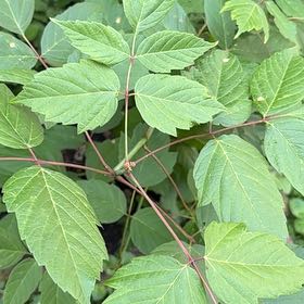 Photo of the plant species California Boxelder Maple by @MiracleHeketara named Lebron on Greg, the plant care app