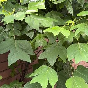 Photo of the plant species Tulip Poplar by @MiracleHeketara named Winston on Greg, the plant care app