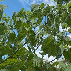 Photo of the plant species California Boxelder Maple by @MiracleHeketara named Denali on Greg, the plant care app