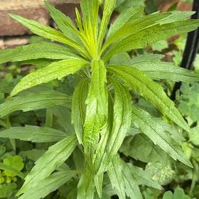 Photo of the plant species Daisy by @MiracleHeketara named Sanders on Greg, the plant care app