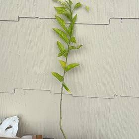Photo of the plant species Night-Blooming Jessamine by @MiracleHeketara named Daphne on Greg, the plant care app