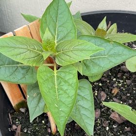 Photo of the plant species Mirabilis Jalapa by @MiracleHeketara named Rafael on Greg, the plant care app