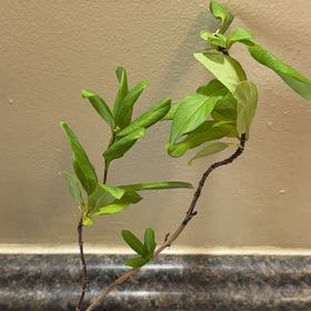 Photo of the plant species Japanese Honeysuckle by @MiracleHeketara named Sumika soo-mee-kah on Greg, the plant care app