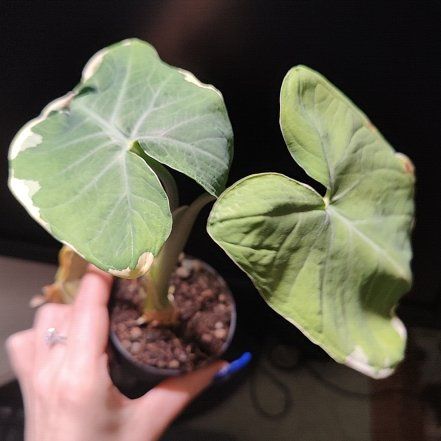 Photo of the plant species Alocasia 'Mickey Mouse' Variegated by @HappyOxeyedaisy named Zion on Greg, the plant care app