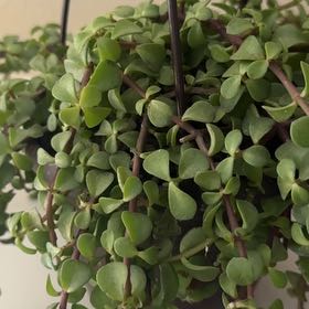 Photo of the plant species Portulacaria afra 'Prostrata' by @EarlyKippernut named Beckham on Greg, the plant care app