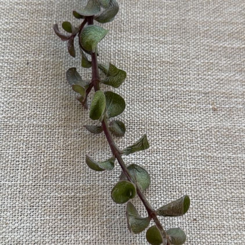 Photo of the plant species White Rata by @InclusiveMizuna named Nemo on Greg, the plant care app
