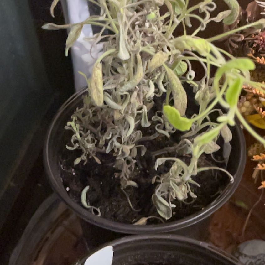 Photo of the plant species Golden Sage by @LushPersia85 named Sigmund on Greg, the plant care app