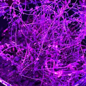 Photo of the plant species Punon Oregano by @LushPersia85 named Fernie Mercury on Greg, the plant care app