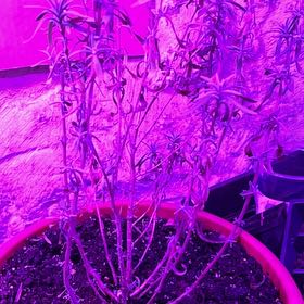 Photo of the plant species Munstead Lavender by @LushPersia85 named Taylor Swift on Greg, the plant care app