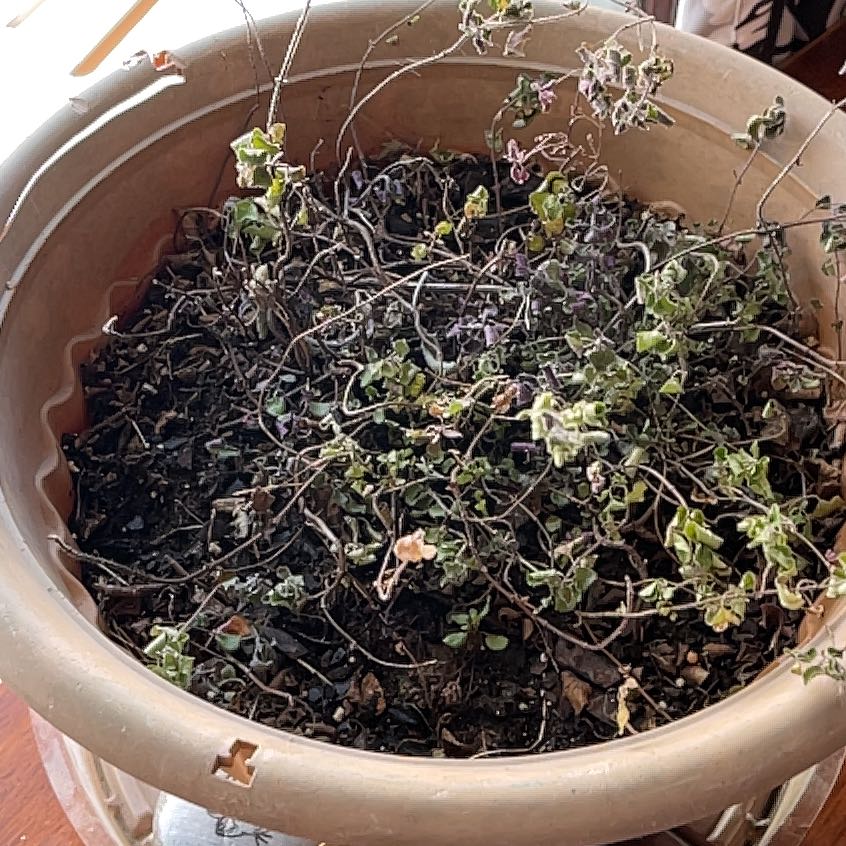 Photo of the plant species Punon Oregano by @LushPersia85 named Bella on Greg, the plant care app