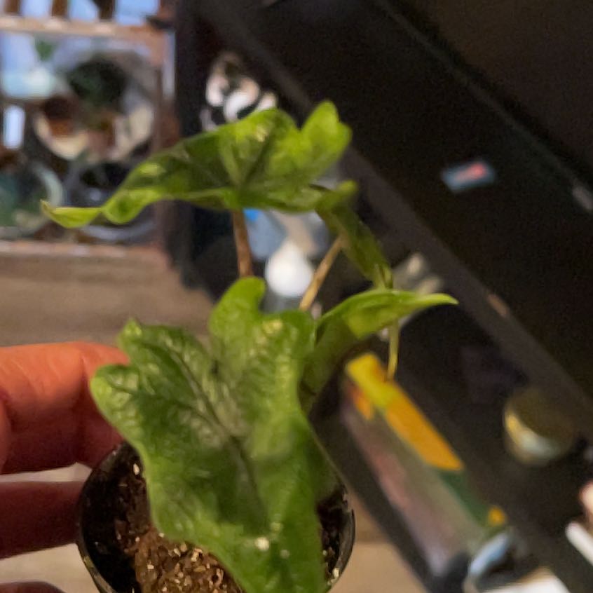 Photo of the plant species Jacklyn by @LushPersia85 named Nemo on Greg, the plant care app