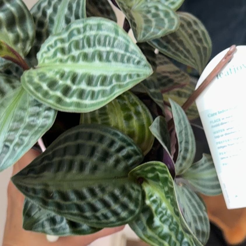 Photo of the plant species Jungle diva 'Roxie' by @BabyHairycereus named Sahara on Greg, the plant care app