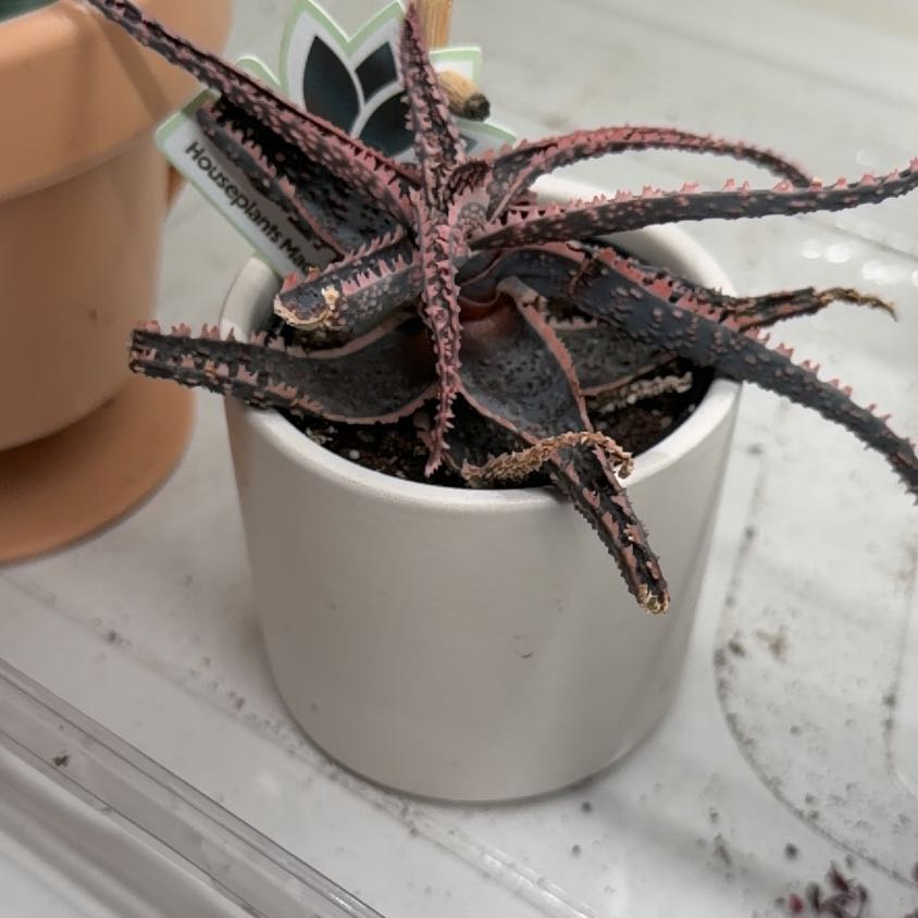 Photo of the plant species Aloe Oik by @BabyHairycereus named Navajo on Greg, the plant care app